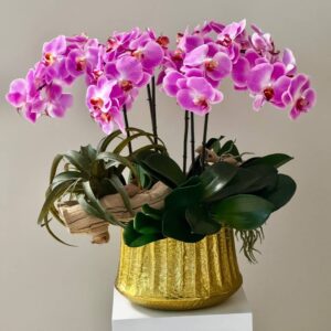 Silk Phalaenopsis Orchids