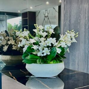Silk white Dendrobium Orchids
