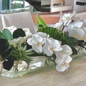 White Phalaenopsis orchids